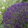 Lawenda Wąskolistna AROMATICO BLUE LA BLUSA
