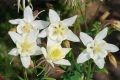 Orlik Błękitny SPRING MAGIC WHITE