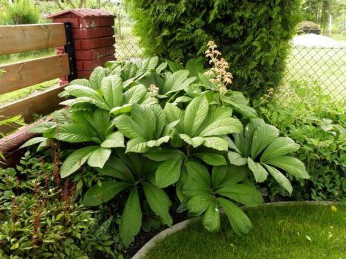 Rodgersia gaštanolistá