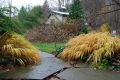 Trawa bambusowa smukła BENI KAZE