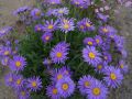 Aster Alpejski VIOLET