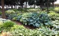Funkia - HOSTA ST. ELMO'S FIRE 4-letnia