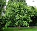 Magnolia biała PARASOLOWATA