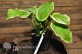 Funkia-Hosta ABBA DABBA
