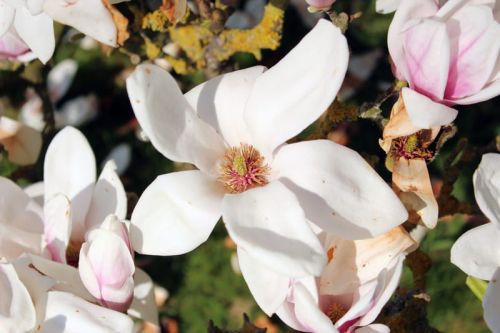 Magnólia soulangeana SPECIOSA