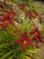 Liliowiec Ogrodowy CRIMSON GLORY