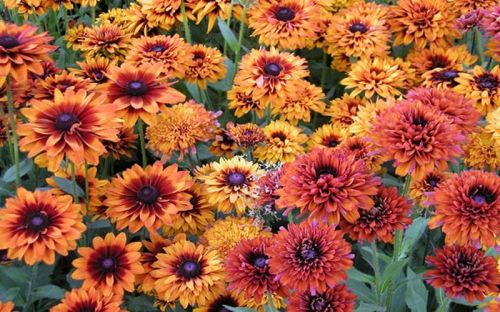  Rudbekia CHEROKEE SUNSET