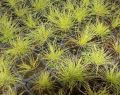 Kostrzewa Sina GOLDEN TOUPEE