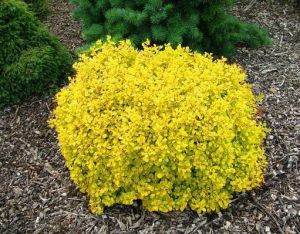 Berberis Thunbergia GOLDALITA