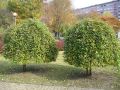 Wierzba IWA - Pendula