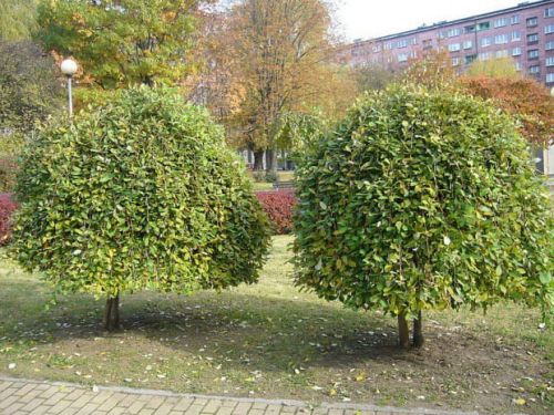 Vrba IVA - Pendula