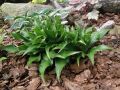 Funkia - Hosta TWISTER