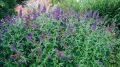 Budleja Dawida PURPLE EMPEROR