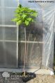 Catalpa kulista AUREA
