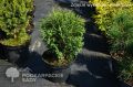 Thuja LITTLE GIANT
