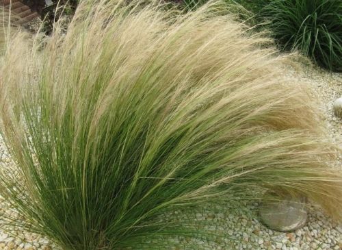 Stipa tráva PONY TAILS koňský chvost