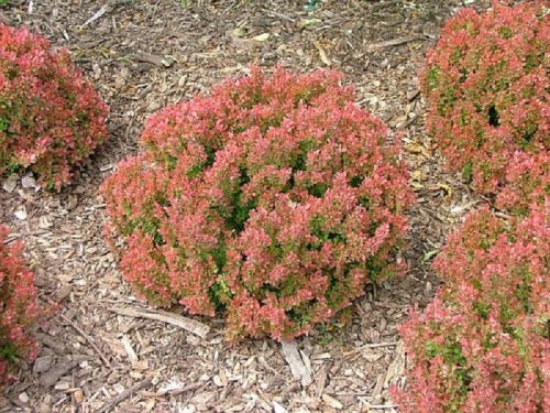 Berberis THUNBERGA INSPIRATION