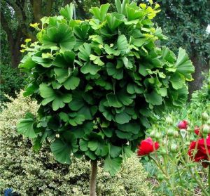 Ginkgo Biloba MARIKEN - očkovaný 120 cm