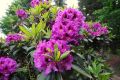 Różanecznik PURPLE SPLENDOR