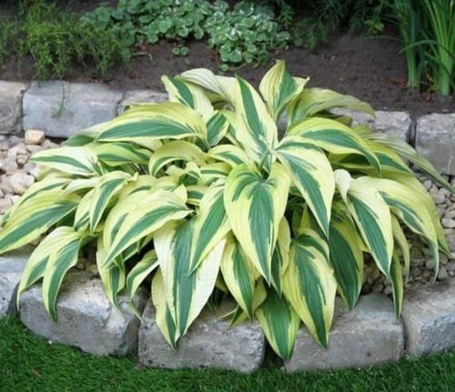 Hosta LAKESIDE DRAGONFLY