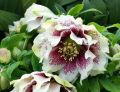 Ciemiernik Wschodni  DOUBLE CROWN WHITE SPOTTED