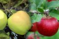 Jabłoń TOPAZ i GOLDEN na 1 drzewie DUO