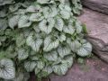 Brunnera SEA HEART