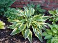 Funkia - Hosta LAKESIDE DRAGONFLY