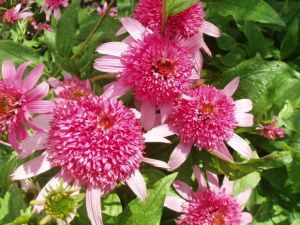 Echinacea DOUBLE DELIGHT