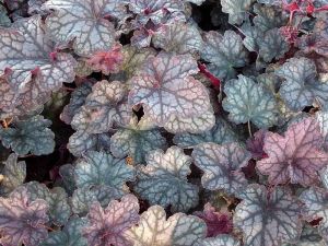 Heuchera VELVET NIGHT