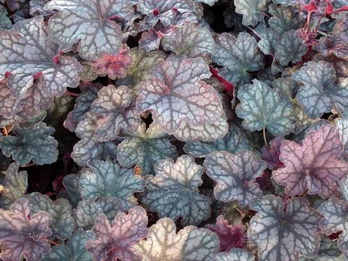 Heuchera VELVET NIGHT
