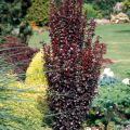Berberys Thunberga HELMOND PILLAR