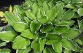 Funkia - Hosta SHOGUN