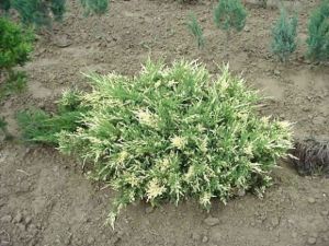 Jalovec sabinovník VARIEGATA