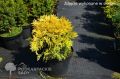 Thuja RHEINGOLD sadzonka