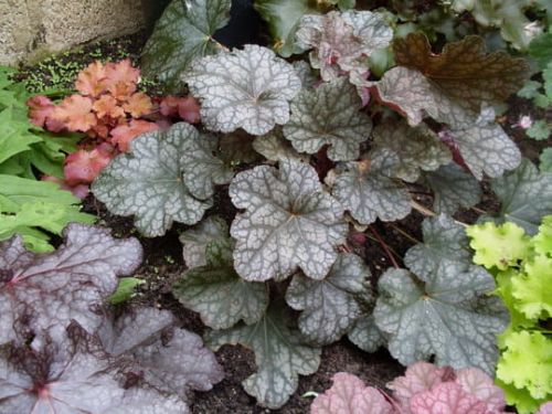 Heuchera CASCADE DAWN