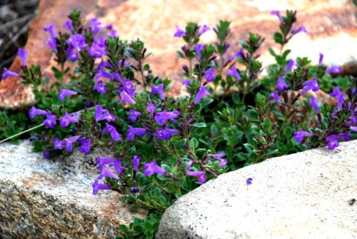 Čistček alpský MARVELETTE BLUE