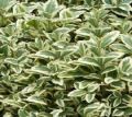 Bukszpan VARIEGATA