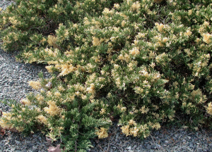 Jalovec čínsky EXPANSA VARIEGATA