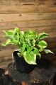 Funkia - Hosta PILGRIM