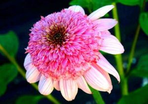 Echinacea SECRET ROMANCE