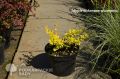 Berberys Thunberga AUREA
