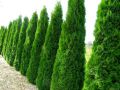 Thuja SZMARAGD