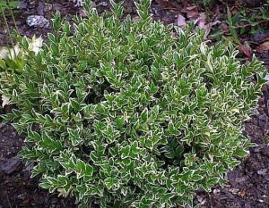 Zimostráz VARIEGATA