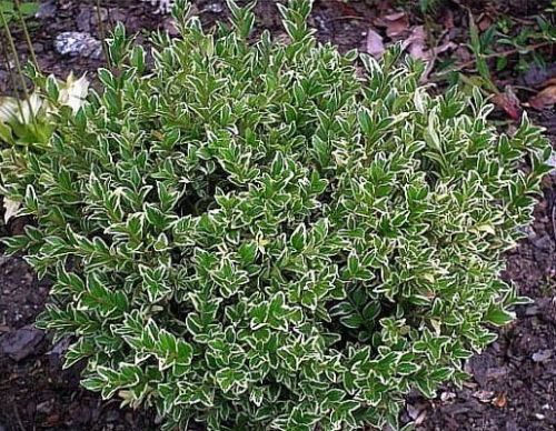 Zimostráz VARIEGATA