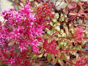 Sedum Caucasus PURPURTEPPICH
