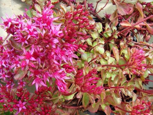 Sedum Caucasus PURPURTEPPICH