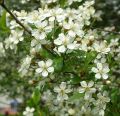 Wiśnia kulista UMBRACULIFERA