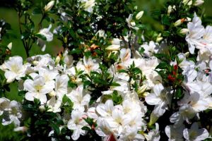 Veľkokvetá azalka ALBIFLORUM