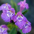 CZYŚCICA ALPEJSKA MARVELETTE BLUE